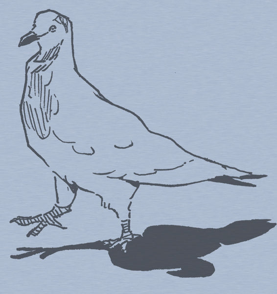 Pigeon